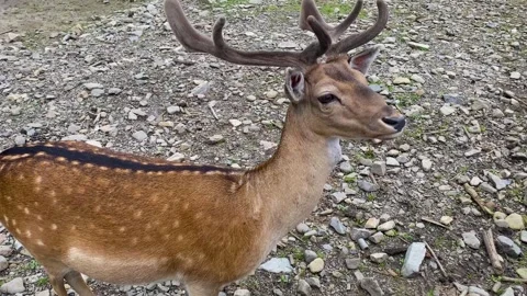 Close-up of a young deer in the forest. Roe deer, capreolus capreolus, doe Stock Footage 249530694