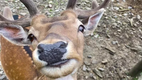 Close-up of a young deer in the forest. Roe deer, capreolus capreolus, doe Stock Footage 249531015