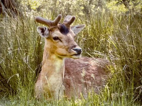 Close-up to a young deer Stock Photos