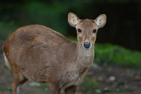 Close-Up of Young Deer Resting on Ground Stock Photos