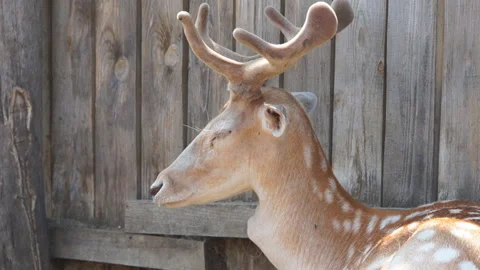 Close-up of a young deer turns its head. Stock Footage 136721896