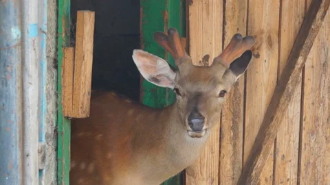 Close-up of a young deer turns its head. Stock Footage 136722005