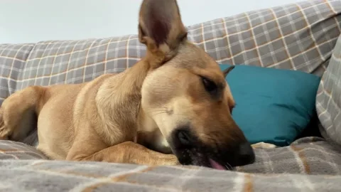 Close up of young dog chewing a bone Stock Footage 160124770