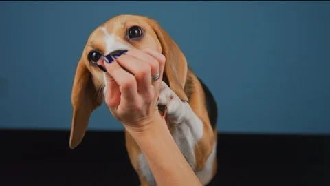 Close-up of a young dog performs well commands and gets a piece of meat Stock Footage 113520547