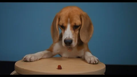 Close-up of a young dog performs well commands and gets a piece of meat Stock Footage 113520550