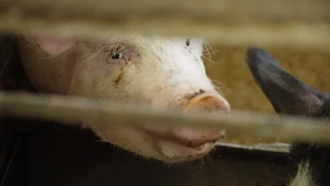 Close-up of a young domestic pig inside a barn enclosure, gazing through metal Stock Footage 332338631