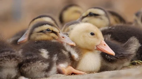 Close-up of young ducklings huddled together resting in a farm pen with a soft b Stock Footage 344943114