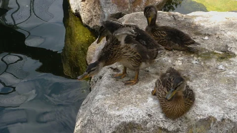 Close up of young ducks Stock Footage 131397473