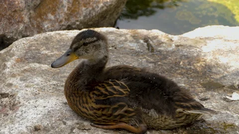 Close up of young ducks Stock Footage 131398110