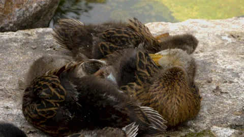 Close up of young ducks Stock Footage 131398663