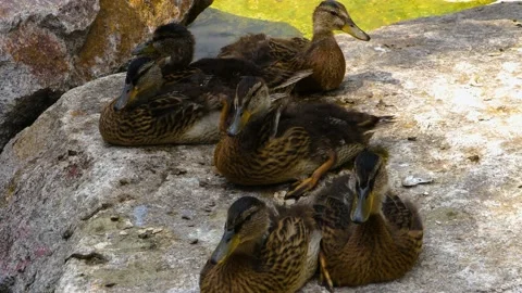 Close up of young ducks Stock Footage 142825614