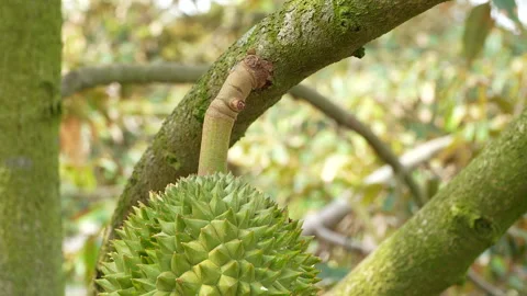 Close Up Of Young Durian Fruit And Stem Growing On Branch Video stock 333838384