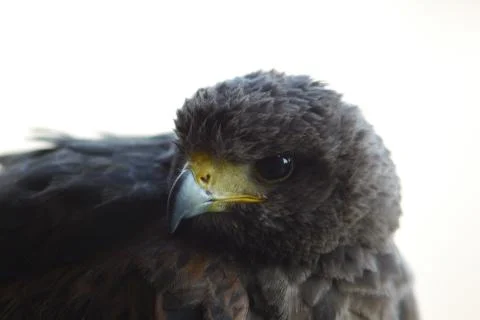 Close-up of a young eagle Stock Photos