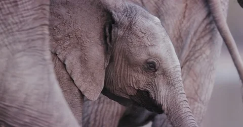 Close-up of young elephant calf interacting with adults around it, Okavango Stock Footage 85254035