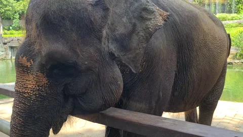 Close Up of Young Elephant Eating Behind Fence in Protected Nature Reserve Stock Footage 206008723