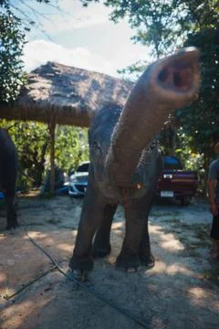 Close Up of Young Elephant with Trunk Extended in Rural Thailand Stock Photos