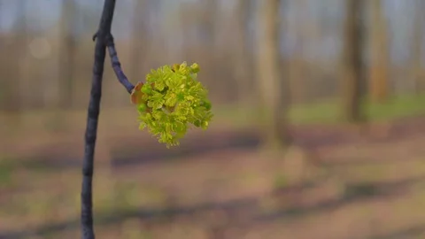 Close-up, Young Escape on tree branch in the Forest Stock Footage 127803092
