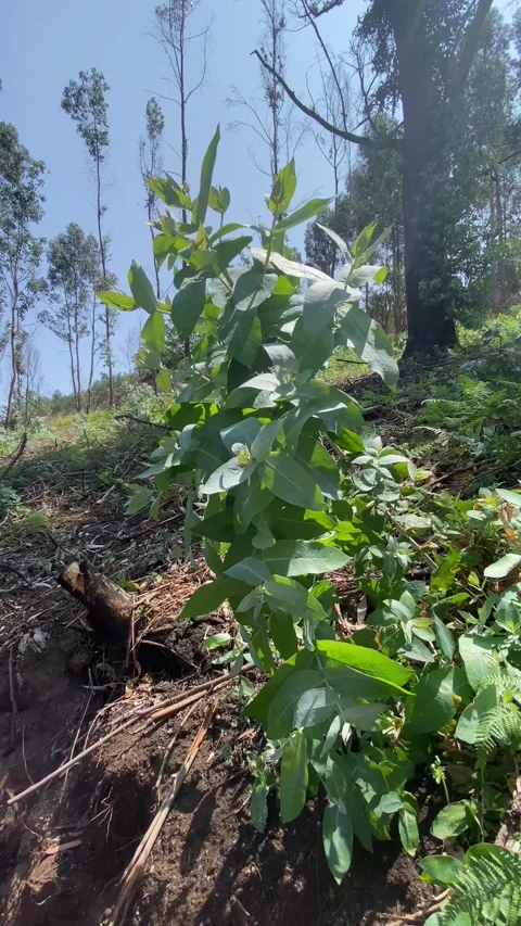 Close-up of young eucalyptus tree with eucalyptus forest and blue sky 動画素材 310932041