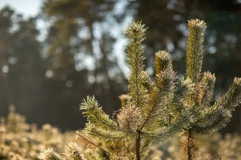 Close up young evergreen pine tree branches with long its needles in the fore Stock Photos
