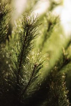 Close up young evergreen pine tree branches with long its needles in the fore Stock Photos
