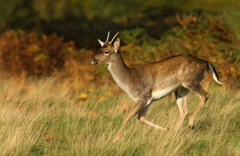Close up of a young fallow deer running Stock Photos