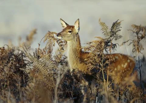 Close up of a young fallow deer standing in the field of fern Stock Photos