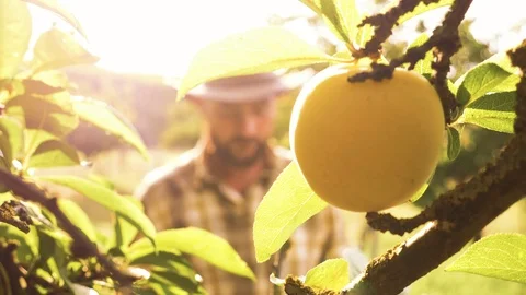 Close-up of young farmer hand picking up sweet ripe apricots from the tree and Vídeo Stock 95081212