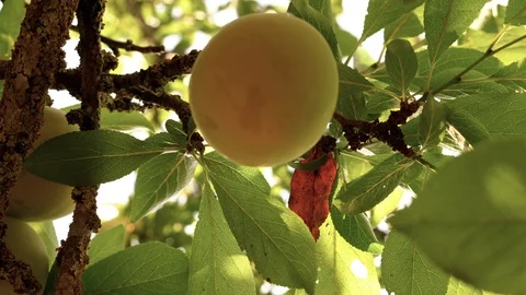 Close-up of young farmer hand picking up sweet ripe apricots from the tree and Stock Footage 108002387