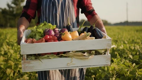 Close up young farmer is holding a box of organic vegetables look at camera at 스톡 동영상 115486154