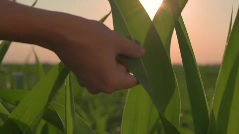 Close-up of young farmer woman's hand touching green leaf of corn at sunset Stockbeeldmateriaal 198350863