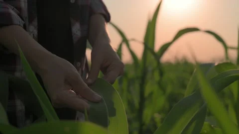 Close-up of young farmer woman's hand touching green leaf of corn at sunset Stockbeeldmateriaal 198351012