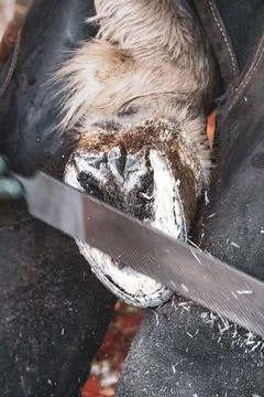 Close-up of a young farrier using a rasp on a horse’s hooves. Stock Photos