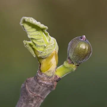 Close up of young fig and leaf on branch Stock Photos