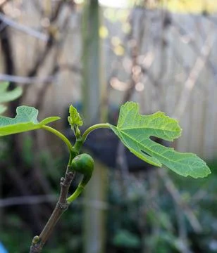 Close-up of a young fig tree with a fig beginning to form from the stalk Stock Photos