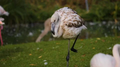 Close up of young flamingo Stock Footage 252694644