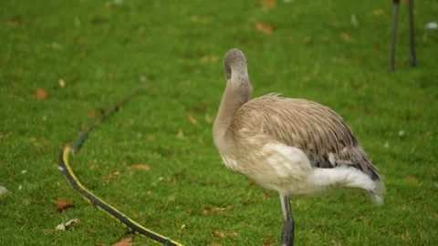 Close up of young flamingo Stock Footage 268759063