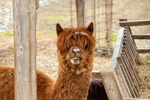 Close-up of young fluffy alpaca standing near wooden post in a rustic outdo.. Stock Photos