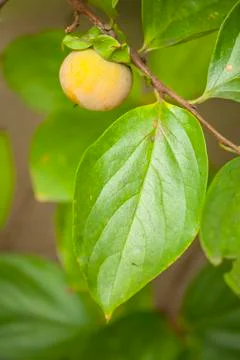 Close up of young fruit and leaf of persimmon, kaki Stock Photos