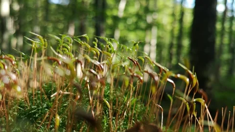 Close-up of a young Funaria hygrometrica Hedw Stock Footage 251988149