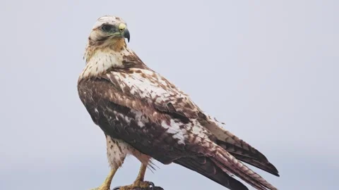 Close up of a young Galapagos Hawk in the Galapagos Islands Stock Footage 312401035