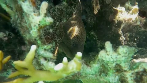 Close-Up of Young Giant Moray Eel Showing Teeth Inside Coral, Marsa Alam, Egypt Stock-Footage 343318766