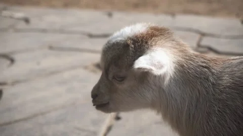 Close-Up of Young Goat with Soft Fur in Natural Setting Stock Footage 301211765