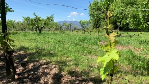 Close up of a young grape vine with copy space Stock Footage 107278012