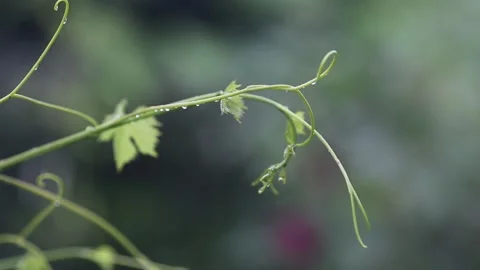 Close up of young grape vine green branch with water drops on rainleaves. Bea Stock Footage 106726802