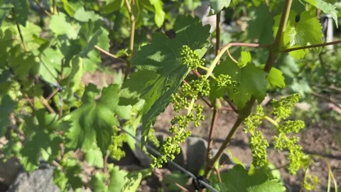 Close-up young grapevine flowering with small grape berries on the vineyard. Stock Footage 279069842