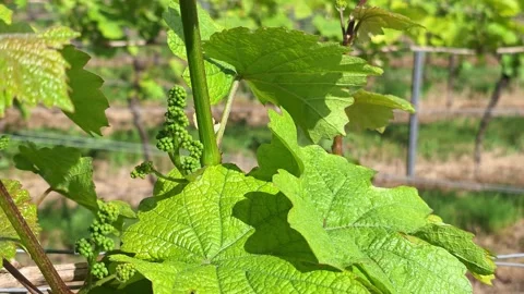 Close up of a young grapevine leaf with visible veins on a trellis wire. Vidéo 345165935