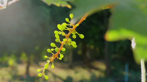 Close-up of young grapevine with small green grapes in sunlit vineyard Vídeos de archivo 281778152