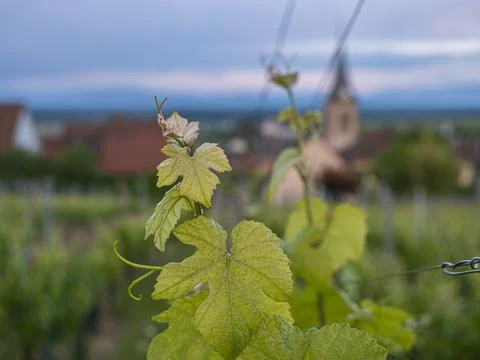 Close-up of a young grapevine sprout with a blurred church in the background Stockfoto's