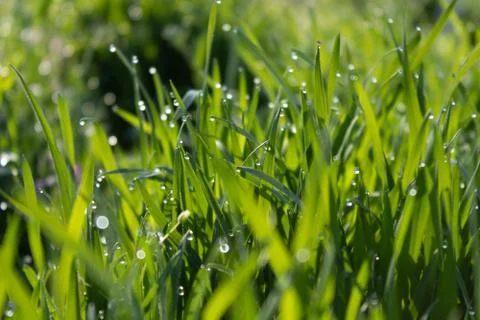 Close-up of young grass with dew on the tips of the stems Stock Photos
