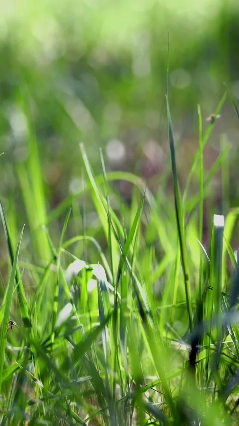 Close-up, young grass, gently light green in color. in the rays of sunlight Stock Footage 318463618